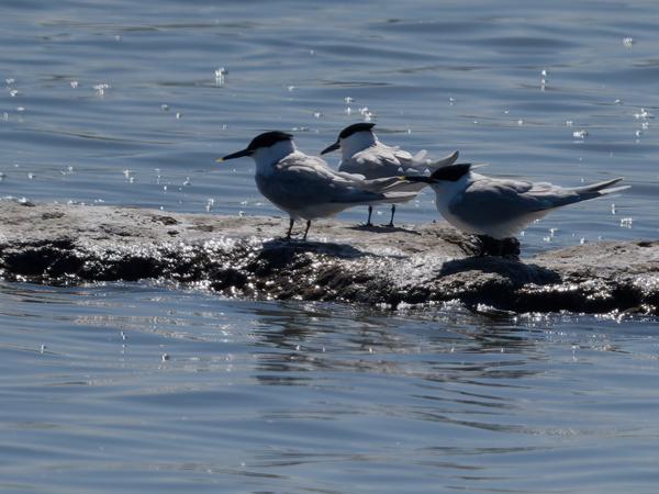 <h3>Thalasseus&nbsp;sandvicensis / Sandwich&nbsp;tern / Grote&nbsp;stern</h3>OM-1 Mark II met OLYMPUS M.150-400mm F4.5 TC, 1/2500 sec  bij F6.3, ISO 200, afstand 92.8&nbsp;m